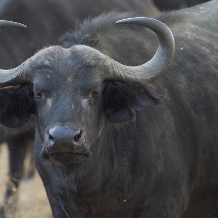 7-Day Maasai Mara, Lake Nakuru, Lake Naivasha & Amboseli Group Safari