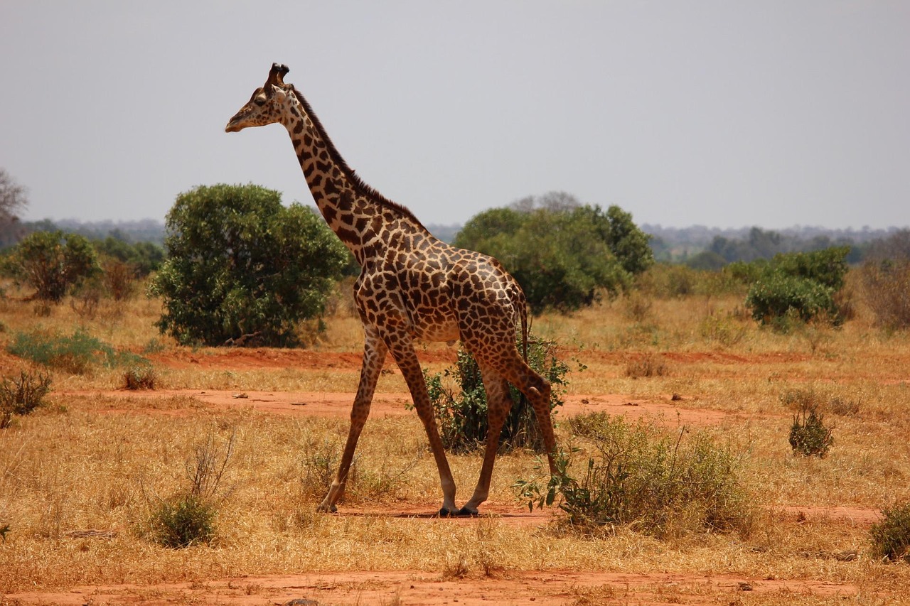 giraffe-335922_1280 giraffe-335922_1280