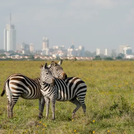 Nairobi Park, Elephants, Giraffe Center and Bomas Tour