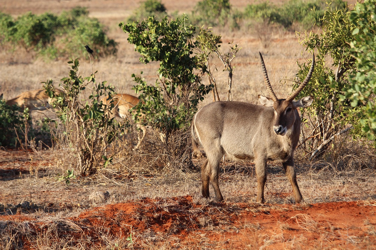 waterbuck-4478685_1280 waterbuck-4478685_1280