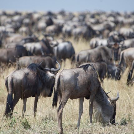 Maasai mara, Nakuru, Amboseli and Tsavo west National parks Safaris
